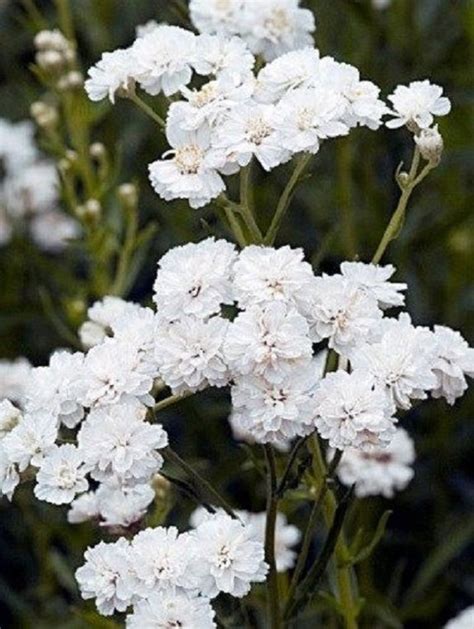 50 White Achillea / Yarrow / Deer Resistant / Perennial / Flower Seeds. - Etsy