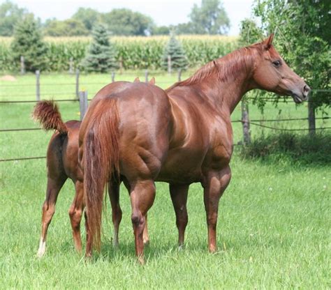 two brown horses standing on top of a lush green field