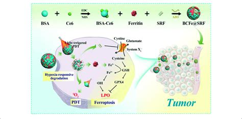 | Schematic illustration showing fabrication procedures and antitumor ...