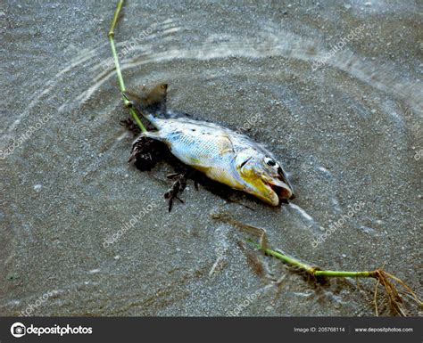 Dead Fish Washed Ashore Shallow Waters Green Plant — Stock Photo © ozecreatives #205768114