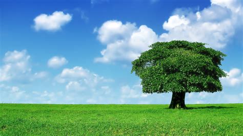 Foliage Green Grass And Tree Under Blue Sky With Clouds HD Nature ...