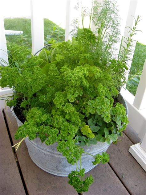 Growing Herbs In Containers - New Nostalgia