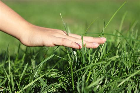 Hand on grass stock image. Image of natural, fingers - 34196341 | Grass, Reaction pictures ...