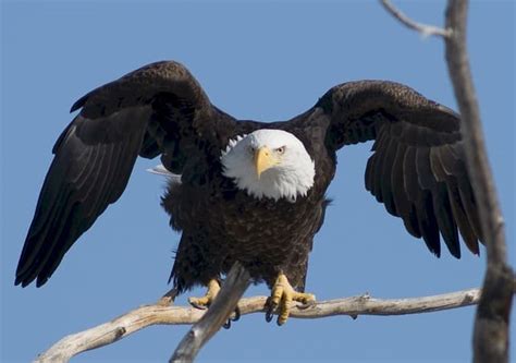 Total 45+ imagen de que se alimenta las aguilas - Abzlocal.mx