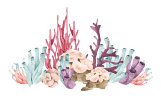 Coral Png