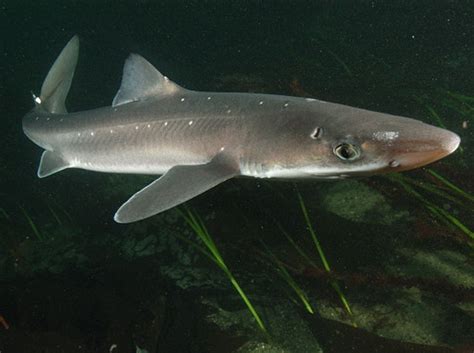 Spiny Dogfish | Spiny dogfish, Dogfish shark, Species of sharks