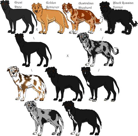 Dog Genetics Illustration- Tweed, Harlequin Merle by Leonca on DeviantArt