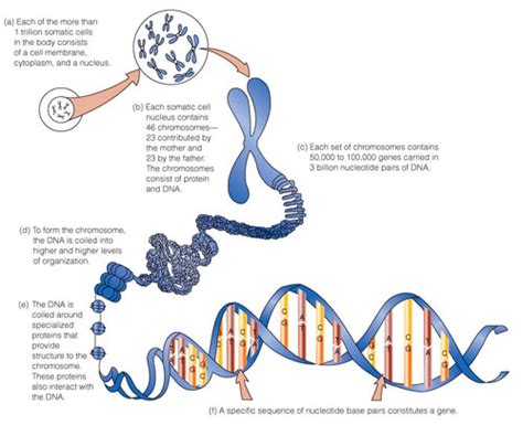 Dna Structure Animation Ppt