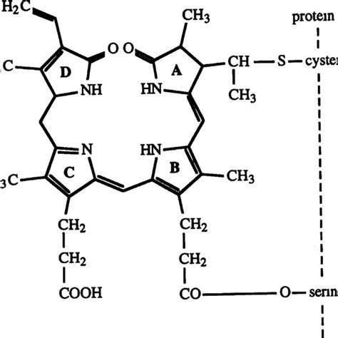 (PDF) R-Phycoerythrin from red macroalgae : Strategies for extraction and potential application ...