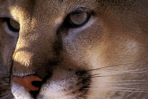 Close Up Of Mountain Lion Face Photograph by Peter Dennen | Fine Art America