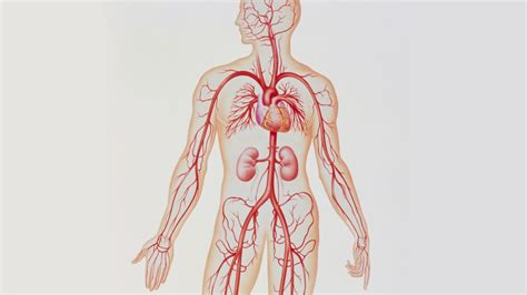 Diagram Of Veins In The Body