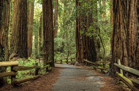 11 Places to See (Stunning) Redwood Trees in California - UponArriving