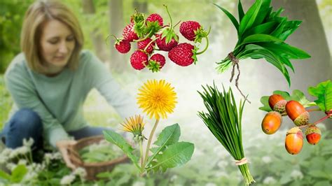 20 Edible Plants You Can Forage