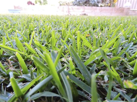 What Is Buffalo Grass - Buffalo Grass Planting Tips And Information | Gardening Know How