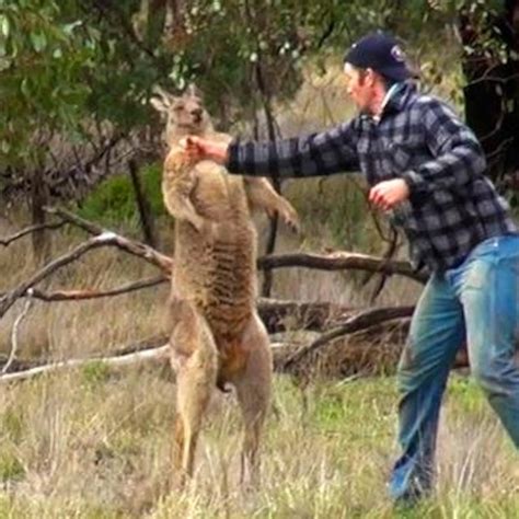 Kangaroo Boxing A Man