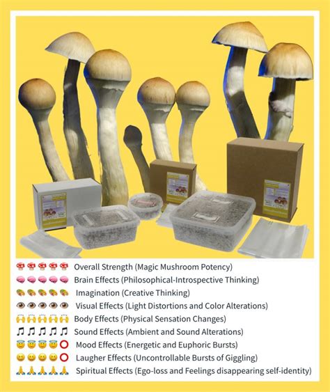 The best Magic Mushroom Grow Kits | Grow psychedelic mushrooms!