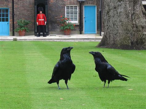 The Ravens of the Tower of London: Guardians of the Crown & Her Majesty's Royal Palace - The ...