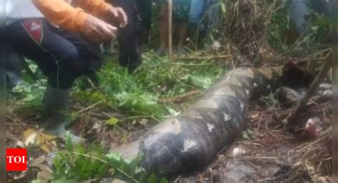 Indonesia Python Eats Woman: Indonesian woman swallowed alive by giant ...