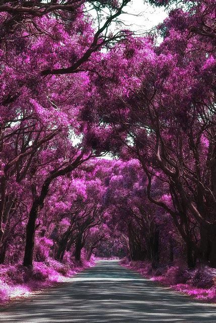 Purple Tree Tunnels [8 Pic] ~ Awesome Pictures