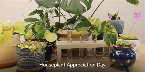 Houseplant Appreciation Day | San Mateo County Libraries