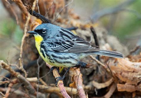 Kirtland’s Warbler - A Conservation Success | BirdNote