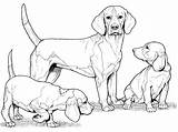 Beagle Dog Coloring Page  Free Printable Pages For Kids sketch template