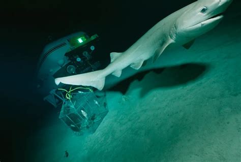 Scientists Discover New Species of Shark – National Geographic ...