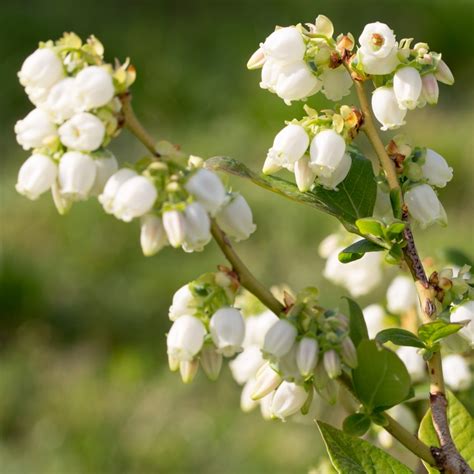 Cottage Farms Direct - Perennials - 'Sweetheart' Blueberry Bush