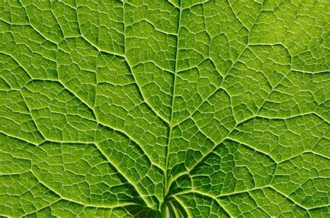 Premium Photo | Green leaf macro