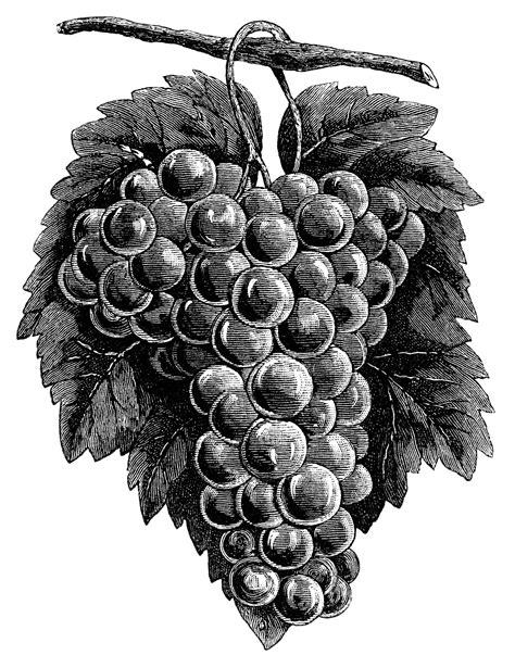 black and white grapes clip art - Clip Art Library