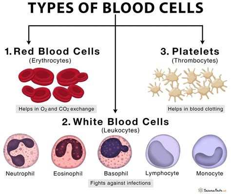 Circulatory System - SCIENCE IS LIFE