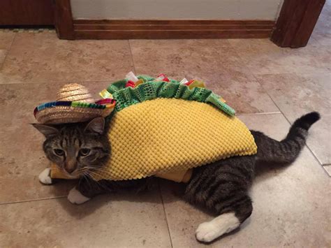 Taco cat : r/funny