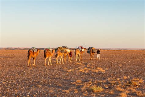 Camel Caravan on the Desert Stock Photo - Image of outdoor, adventure: 141493040