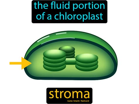 Stroma - Easy Science | Easy science, Photosynthesis, Cellular energy