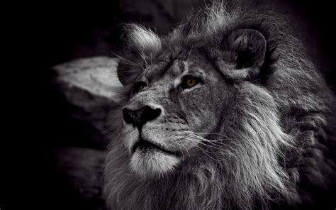 Wallpapers Black Lion - Wallpaper Cave