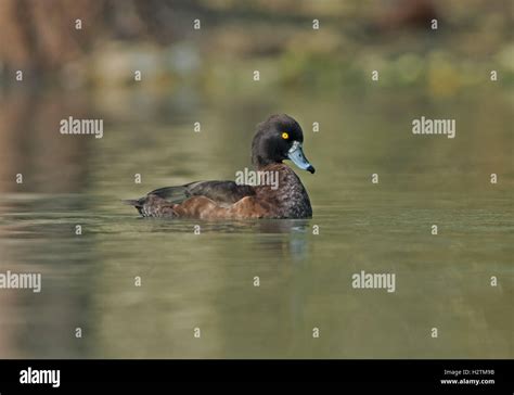 Female Tufted Duck-Aythya fuligula.Uk Stock Photo - Alamy