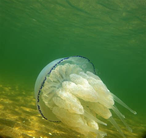 Marine Jellyfish, in a Natural Habitat Stock Photo - Image of creature ...