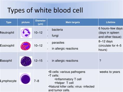 PPT - Macrophage PowerPoint Presentation - ID:431156