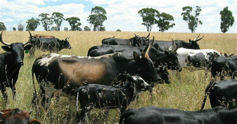 Examining the Unseen Reasons Behind the Xhosa Cattle Killing | Essays | Fresh Writing ...