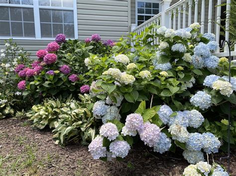 Welcome to My Hydrangea Garden Tour | Sand and Sisal