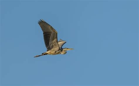 Flying Blue Heron Photos, Download The BEST Free Flying Blue Heron Stock Photos & HD Images