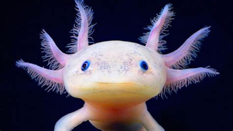 Axolotls Are Now Legal To Own As Pets In Washington State – MudFooted