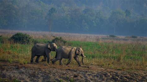 Jim Corbett Weather, Temperature & Best time to visit - India Thrills