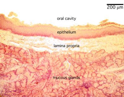 Lip and Palate Histology - Soft palate (labels) - histology slide