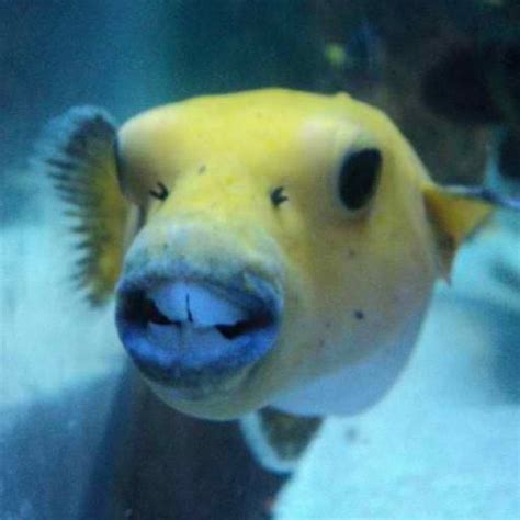 Freshwater Puffer Fish Teeth - Ape Aquarium Fish