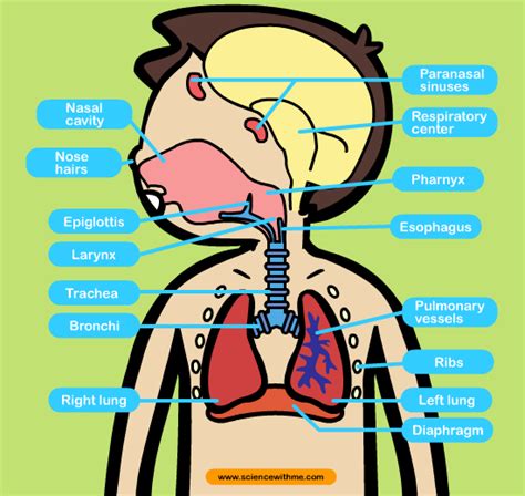 Respiratory System Cartoon Pictures - ClipArt Best