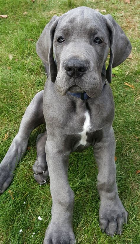 Great Dane 110 | Dane puppies, Dane dog, Great dane dogs