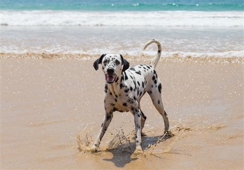 Best Dog Beaches in Southern California | Essex