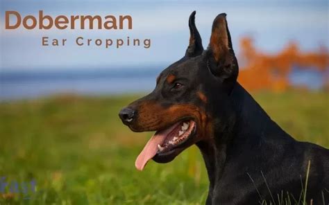 Doberman Ear Cropping Styles Chart: A Comprehensive Guide