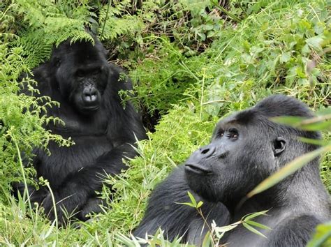 Eastern Lowland Gorillas (Grauer's Gorilla) | Virunga National Park